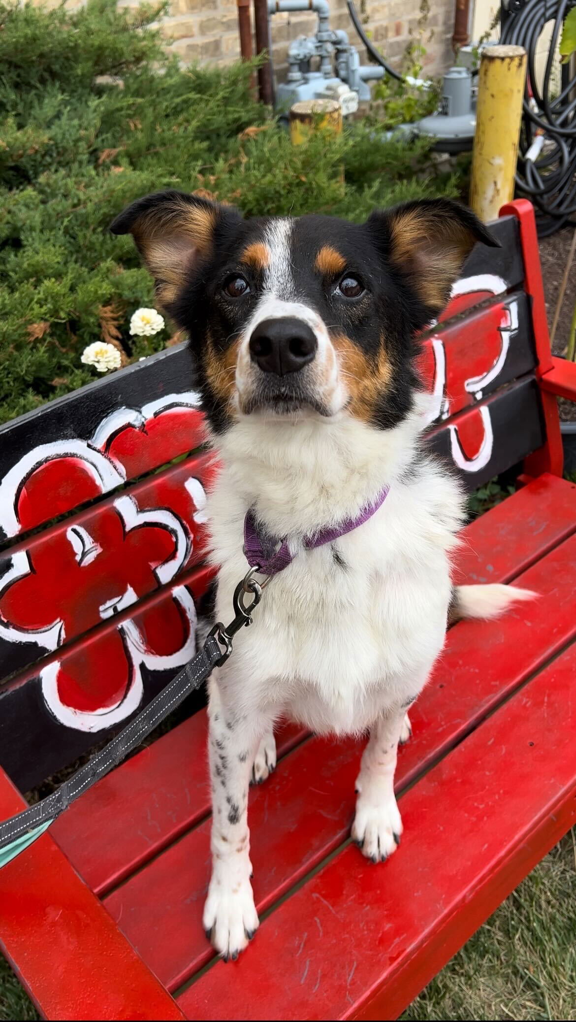 adoptable Dog in Skokie, IL named Ringo