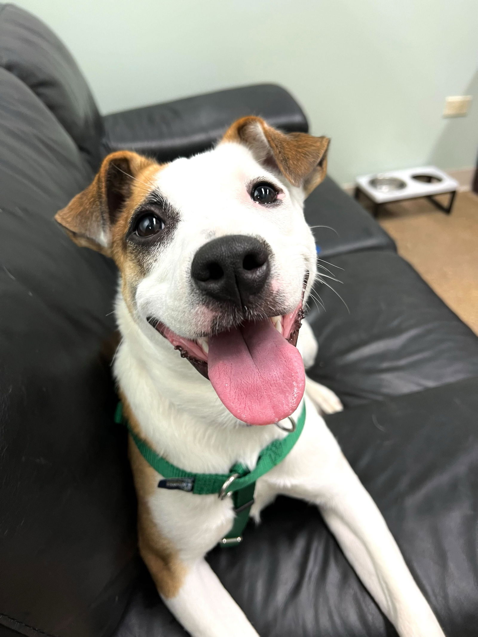 adoptable Dog in Skokie, IL named Peachy