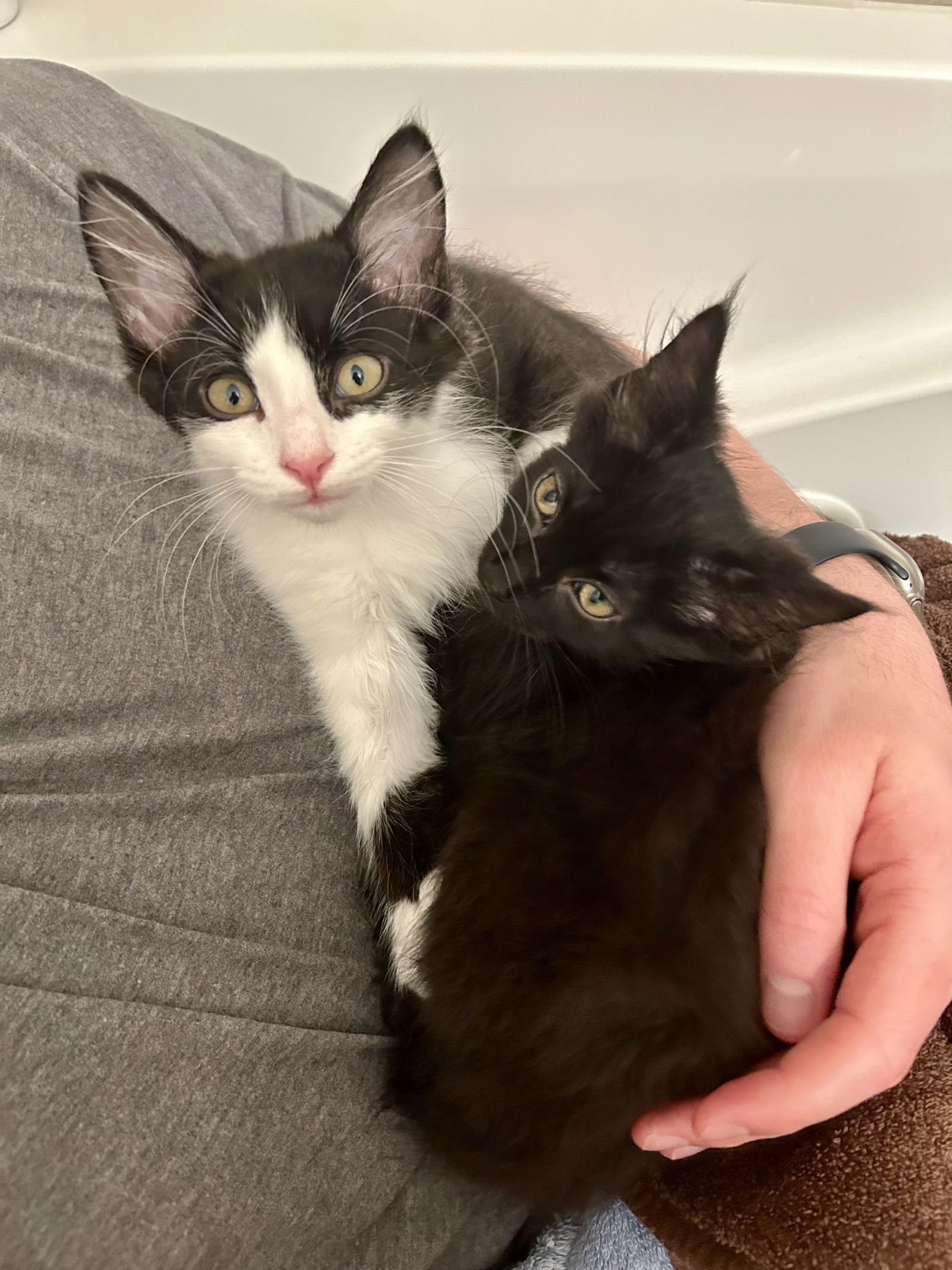 adoptable Cat in Skokie, IL named Cocoa & Marshmallow