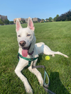 adoptable Dog in Skokie, IL named Hachi