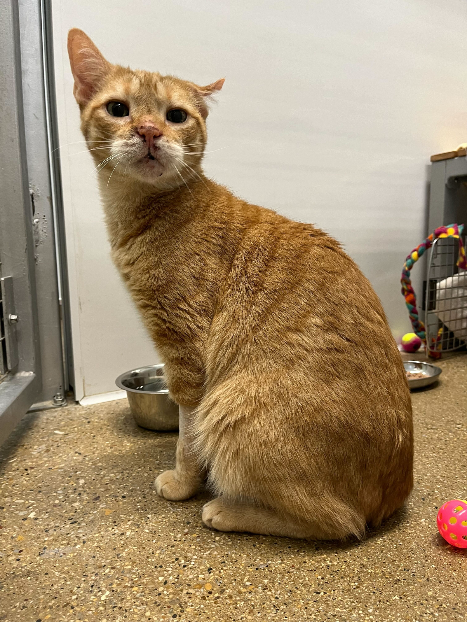 adoptable Cat in Skokie, IL named Rory