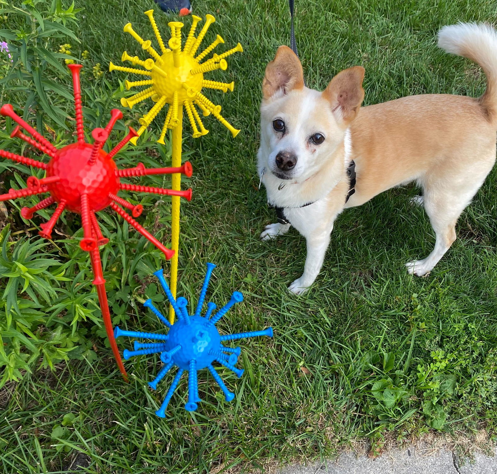 adoptable Dog in Skokie, IL named Max