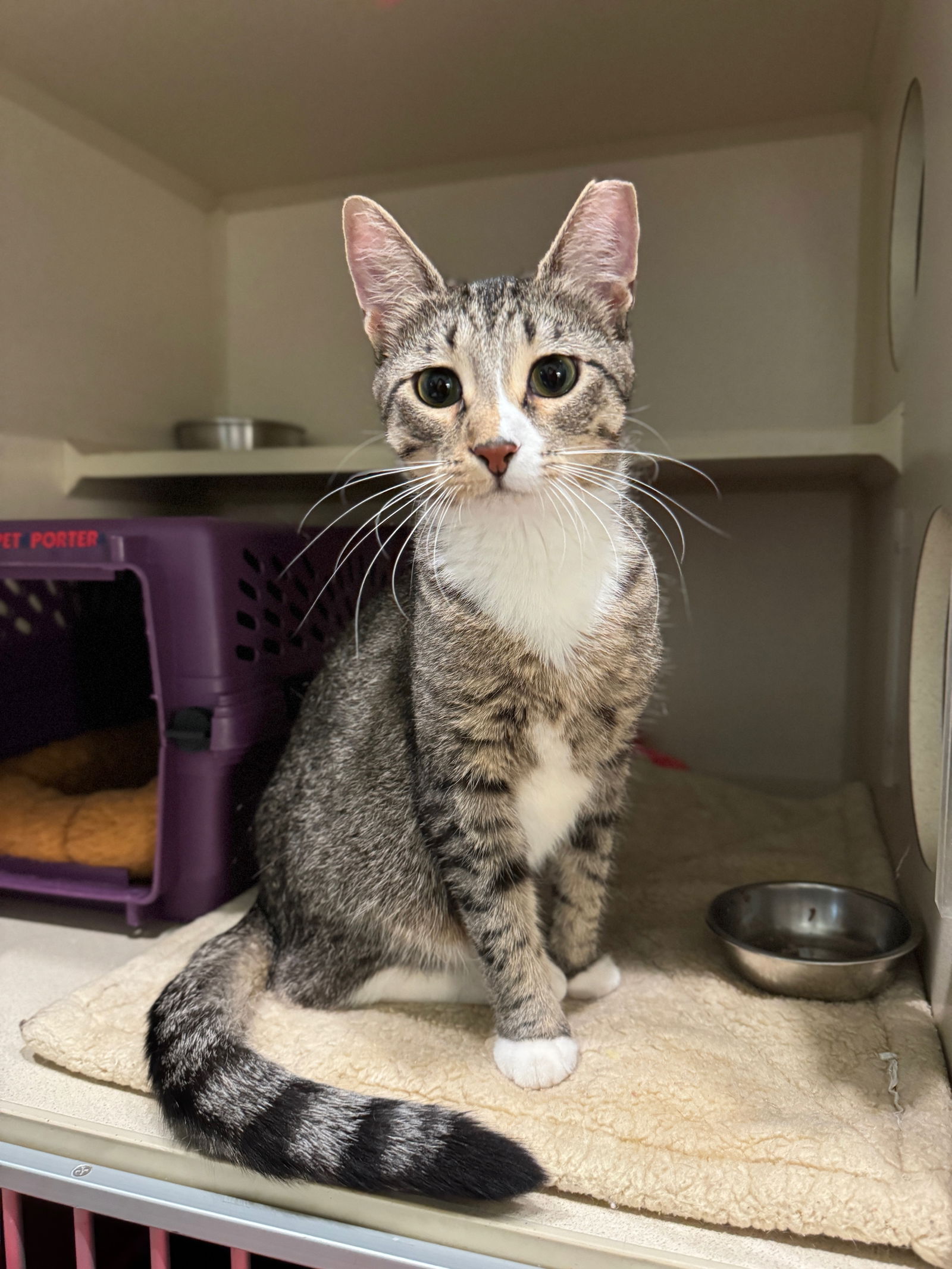 adoptable Cat in Skokie, IL named Gigi