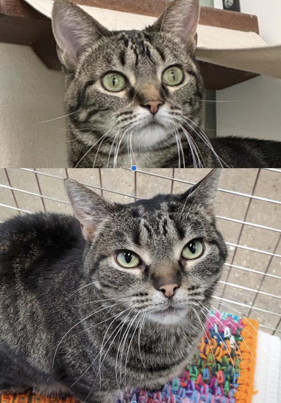 adoptable Cat in Skokie, IL named Radar & Raylan