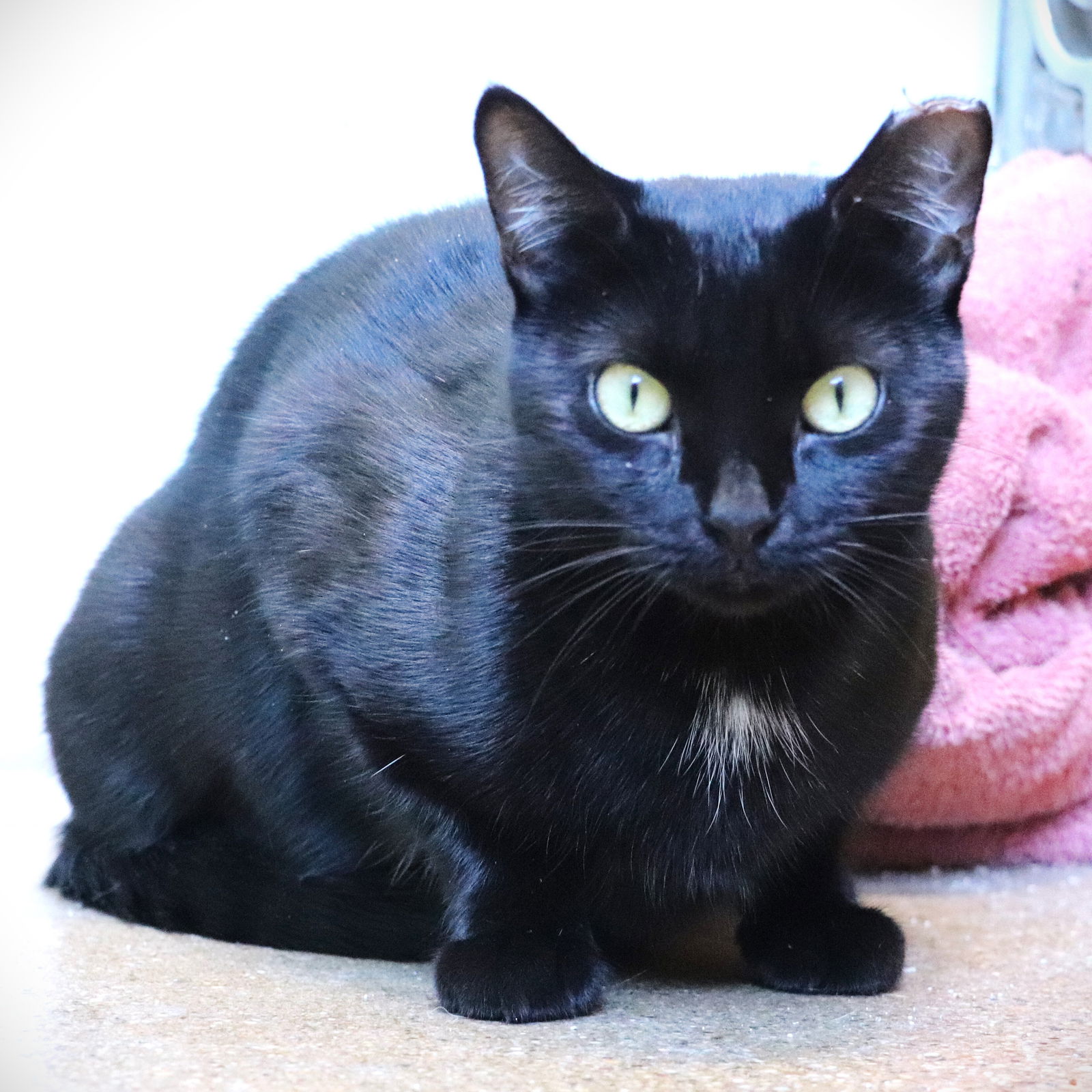 adoptable Cat in Skokie, IL named Lizzie