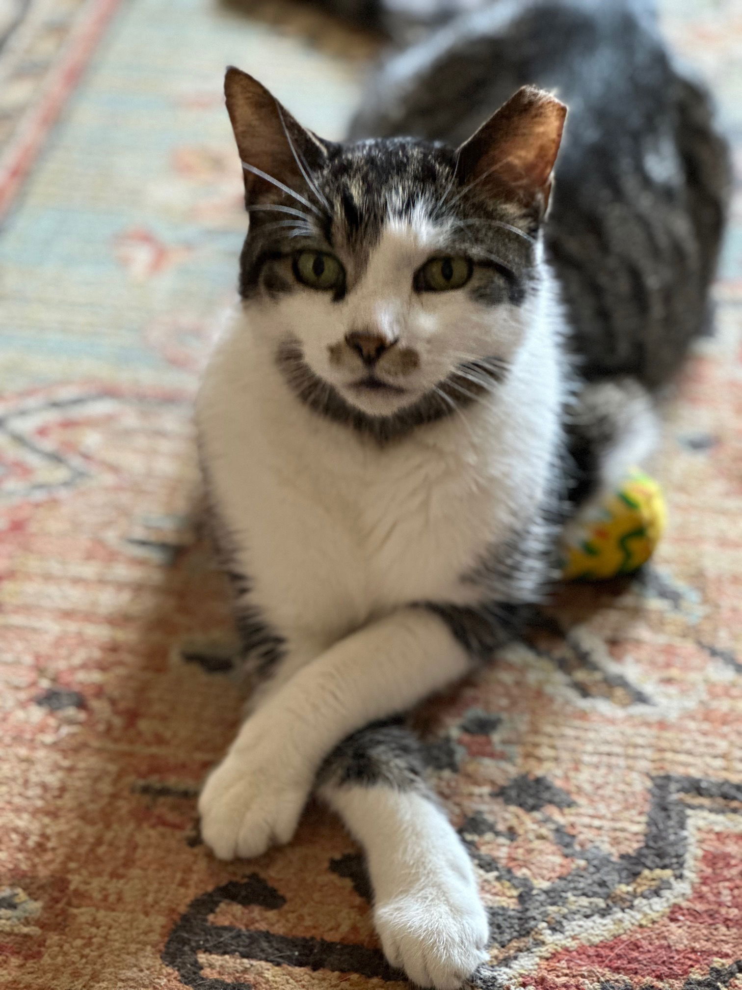 adoptable Cat in Skokie, IL named CurlyQ