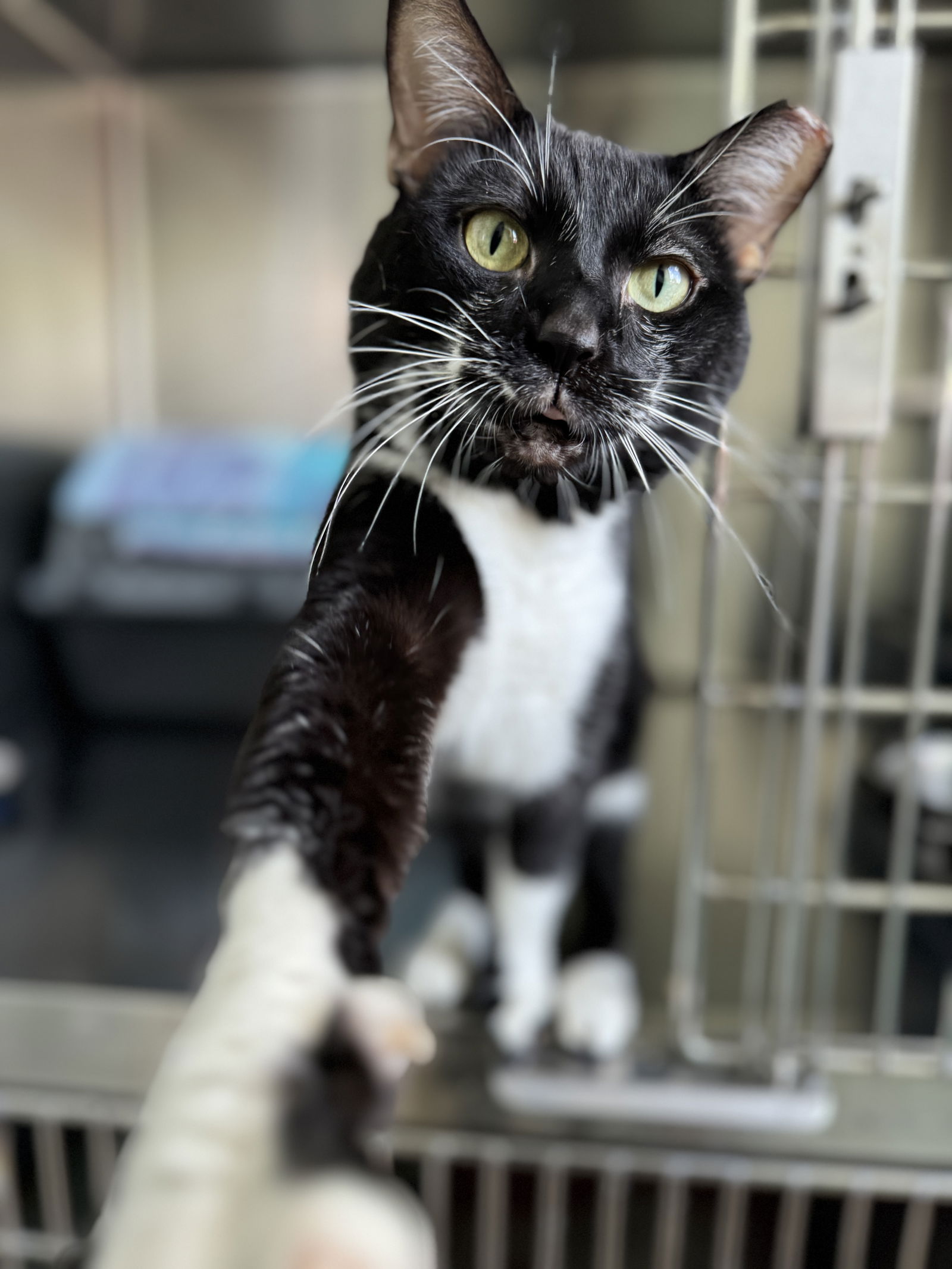 adoptable Cat in Skokie, IL named Romeo