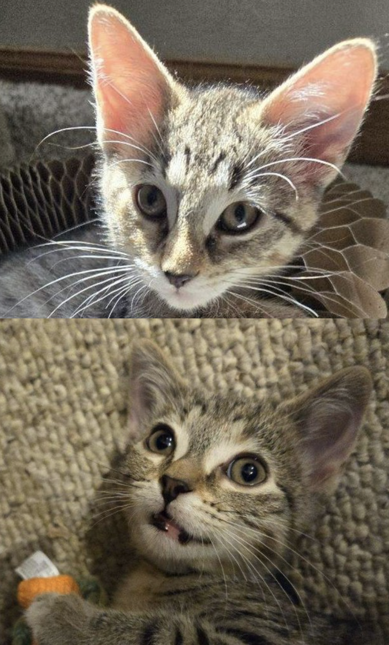 adoptable Cat in Skokie, IL named Caylee & Calypso