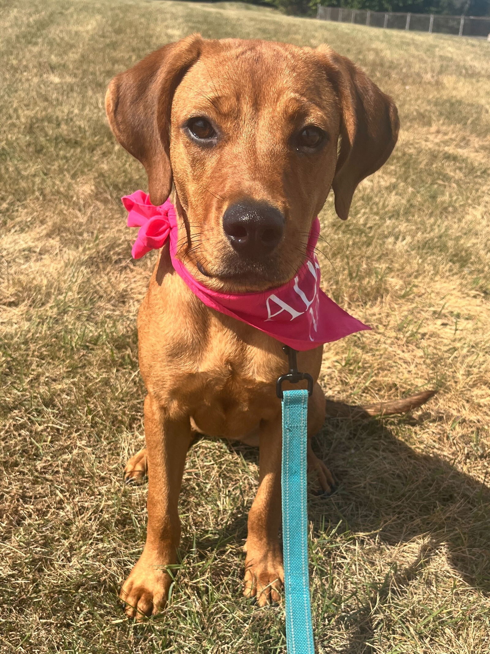 adoptable Dog in Skokie, IL named Harper