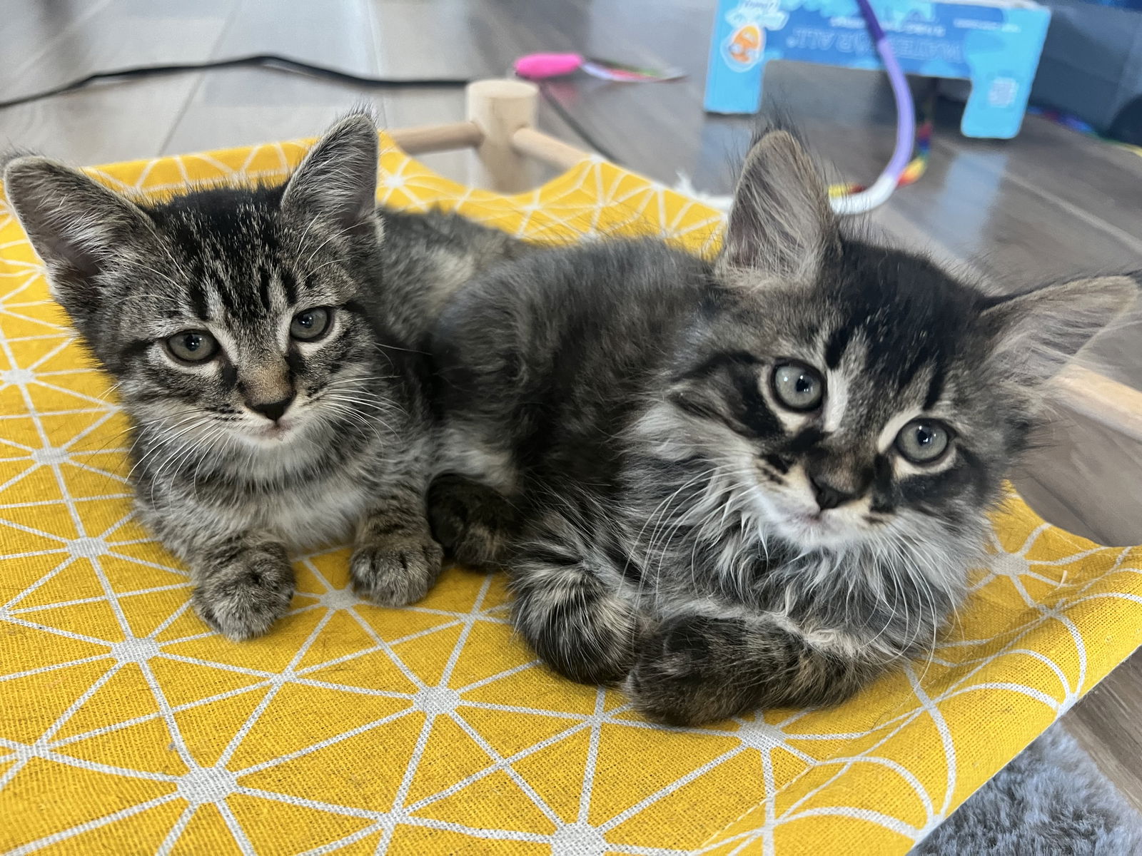 adoptable Cat in Skokie, IL named Josie & Francine