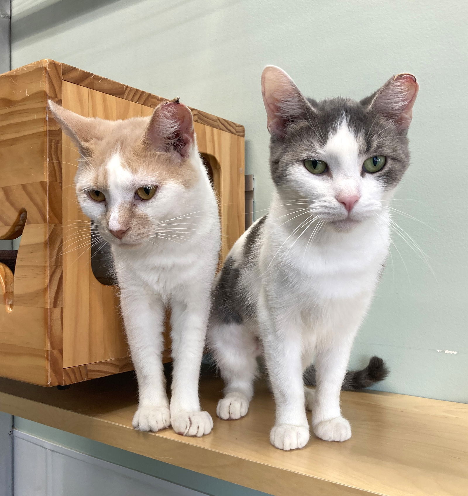 adoptable Cat in Skokie, IL named Brit and Brandy