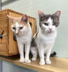 adoptable Cat in , IL named Brit and Brandy