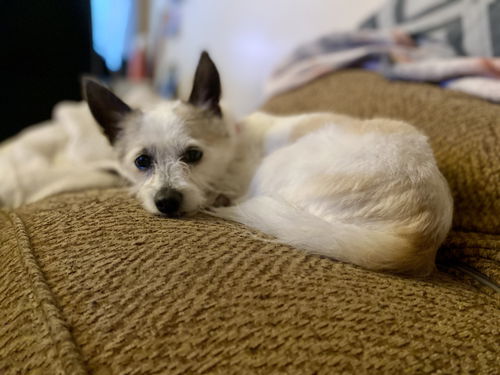 picture of the dog needing adoption