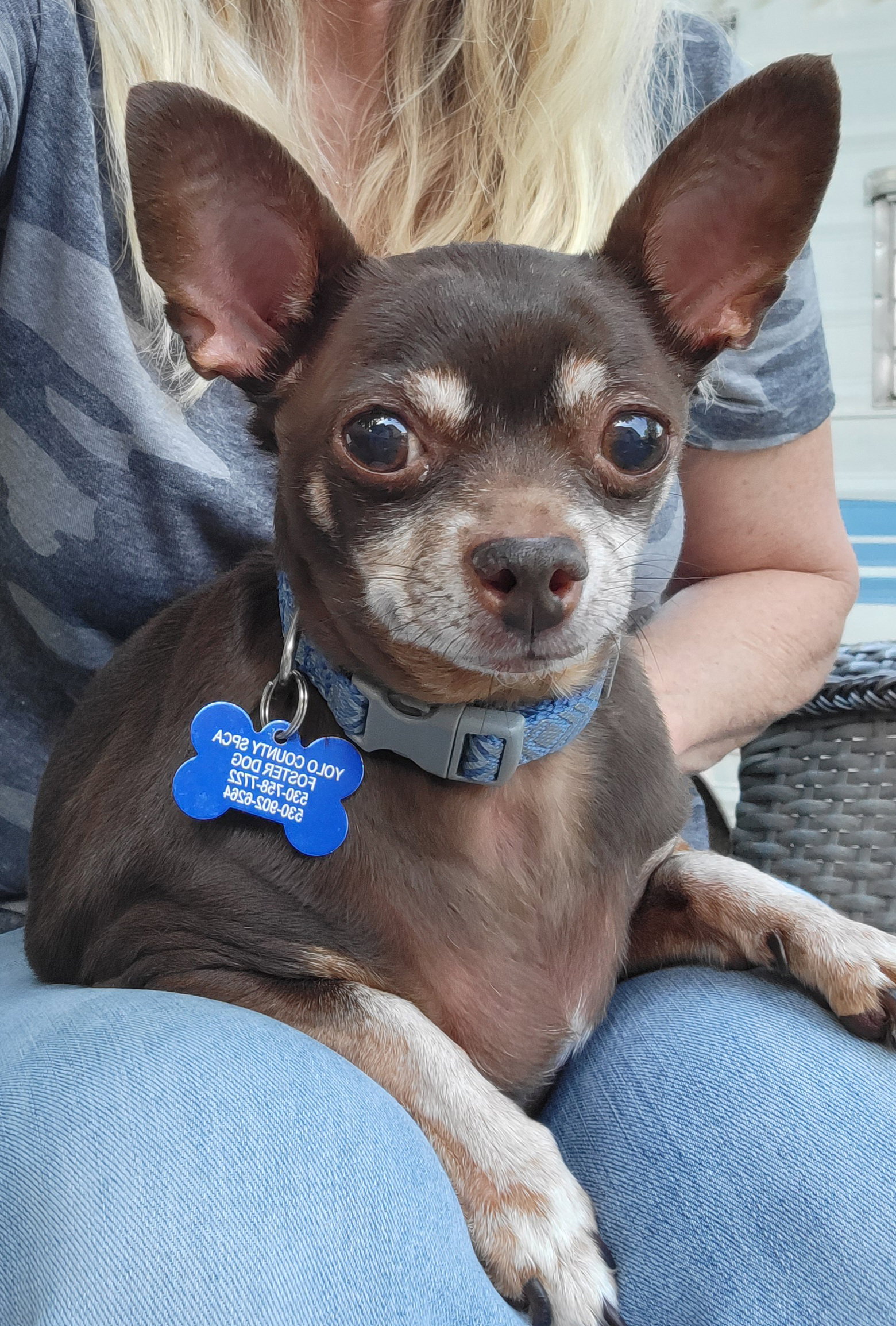 Dog for Adoption - Charlie Brown, a Chihuahua in Carmichael, CA | Alpha Paw