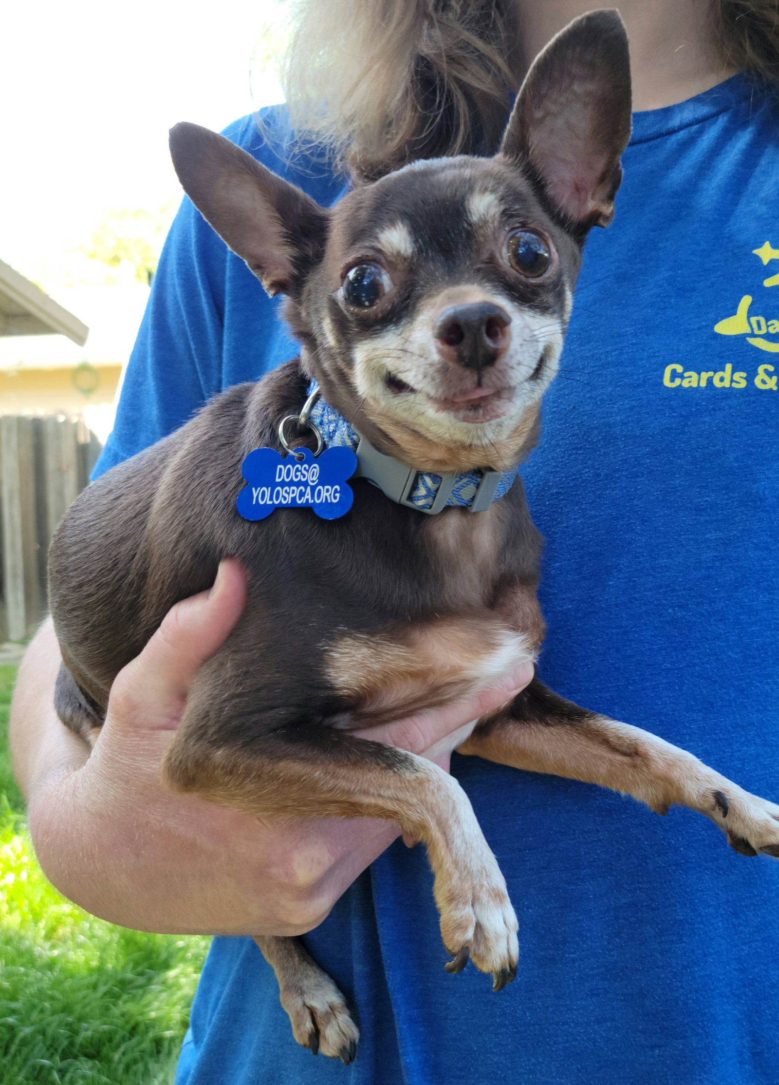 Dog for Adoption - Charlie Brown, a Chihuahua in Carmichael, CA | Alpha Paw