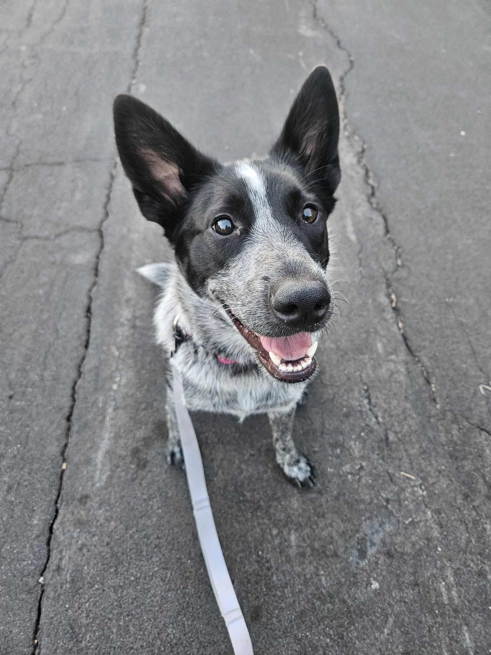 Dog for Adoption Cricket, a Australian Cattle Dog/Blue Heeler in
