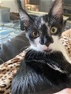 adoptable Cat in davis, CA named Penny