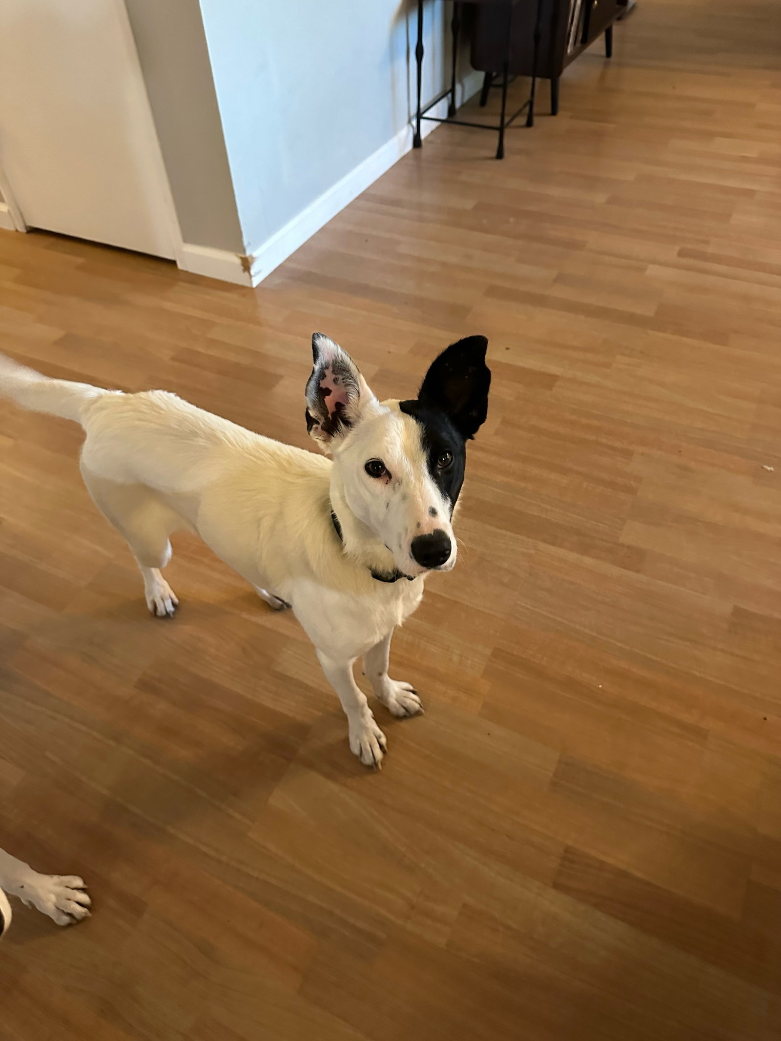 Dog for Adoption Ahi, a Border Collie in Yuba City, CA Alpha Paw