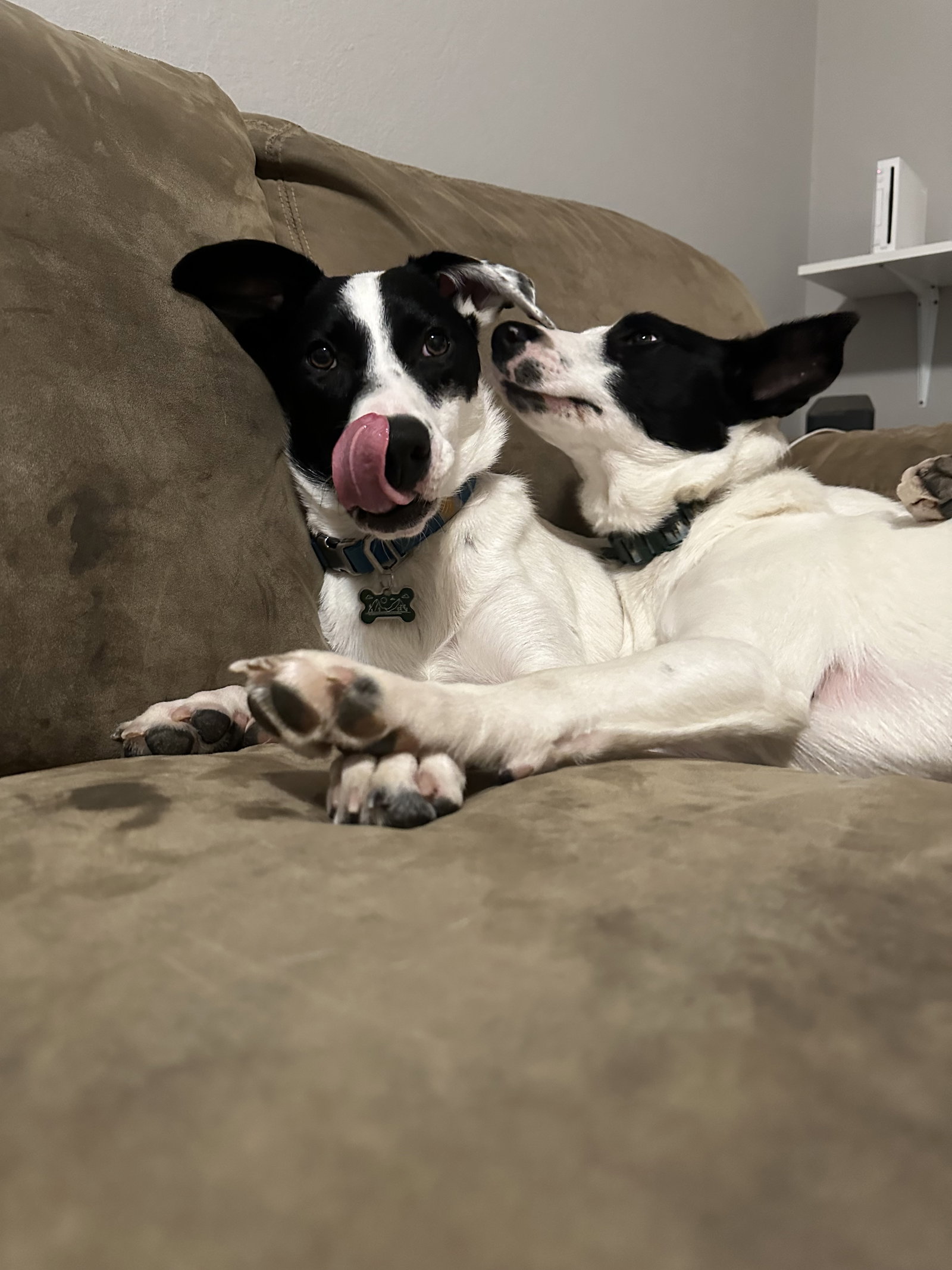 Dog for Adoption Ahi, a Border Collie in Yuba City, CA Alpha Paw