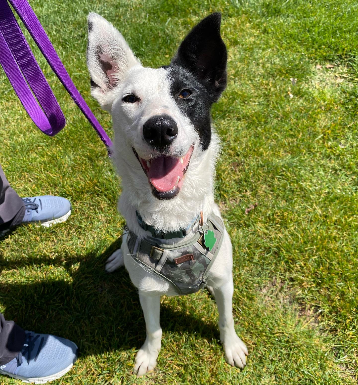 adoptable Dog in Davis, CA named Ahi