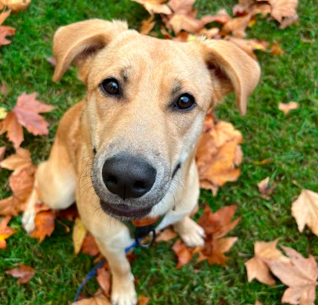 Dog for Adoption - Fisher (aka Fish), a Labrador Retriever in Yuba City ...