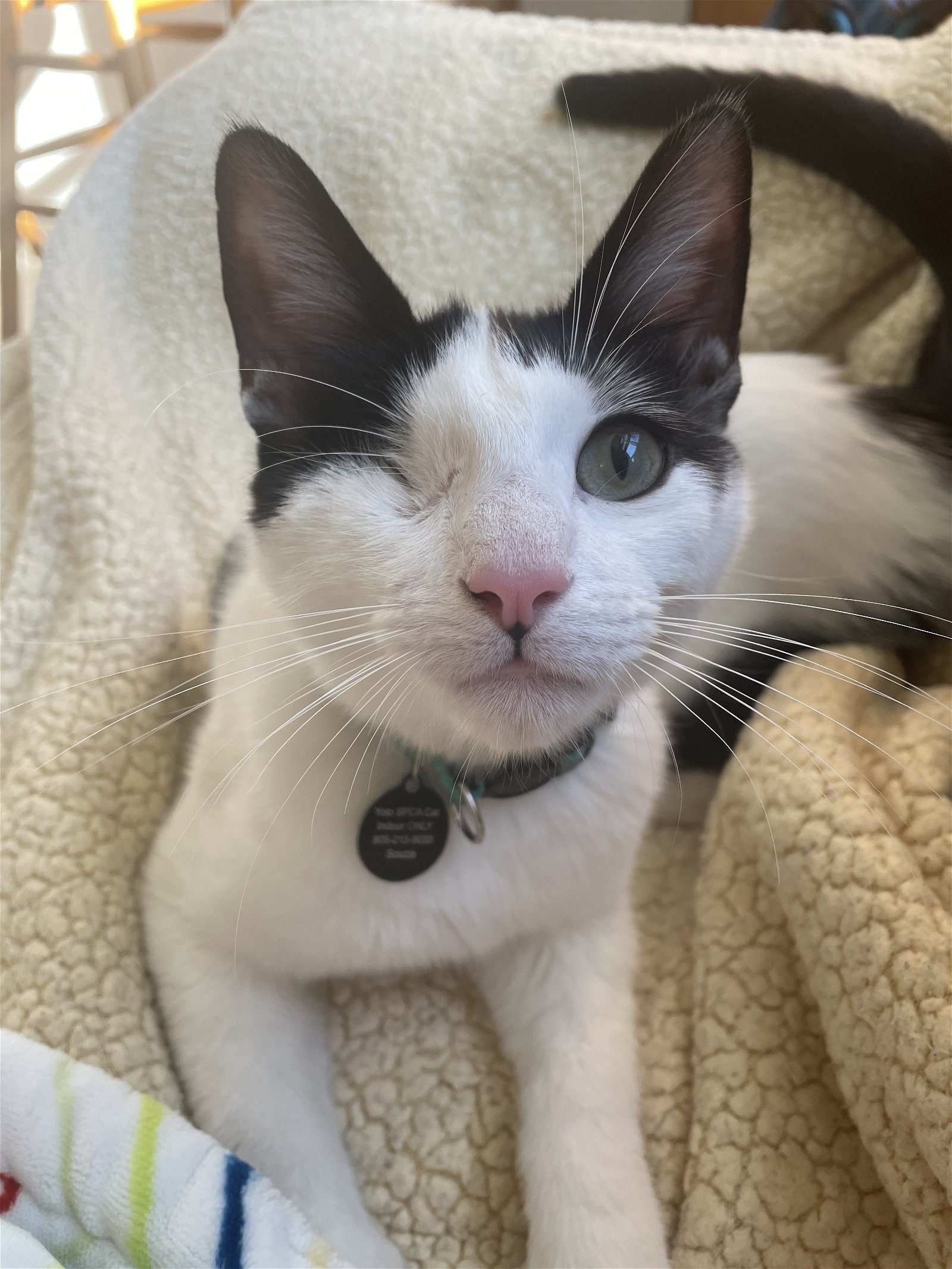 adoptable Cat in Davis, CA named Tom (aka Tomato)