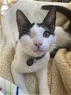 adoptable Cat in davis, CA named Tom (aka Tomato)