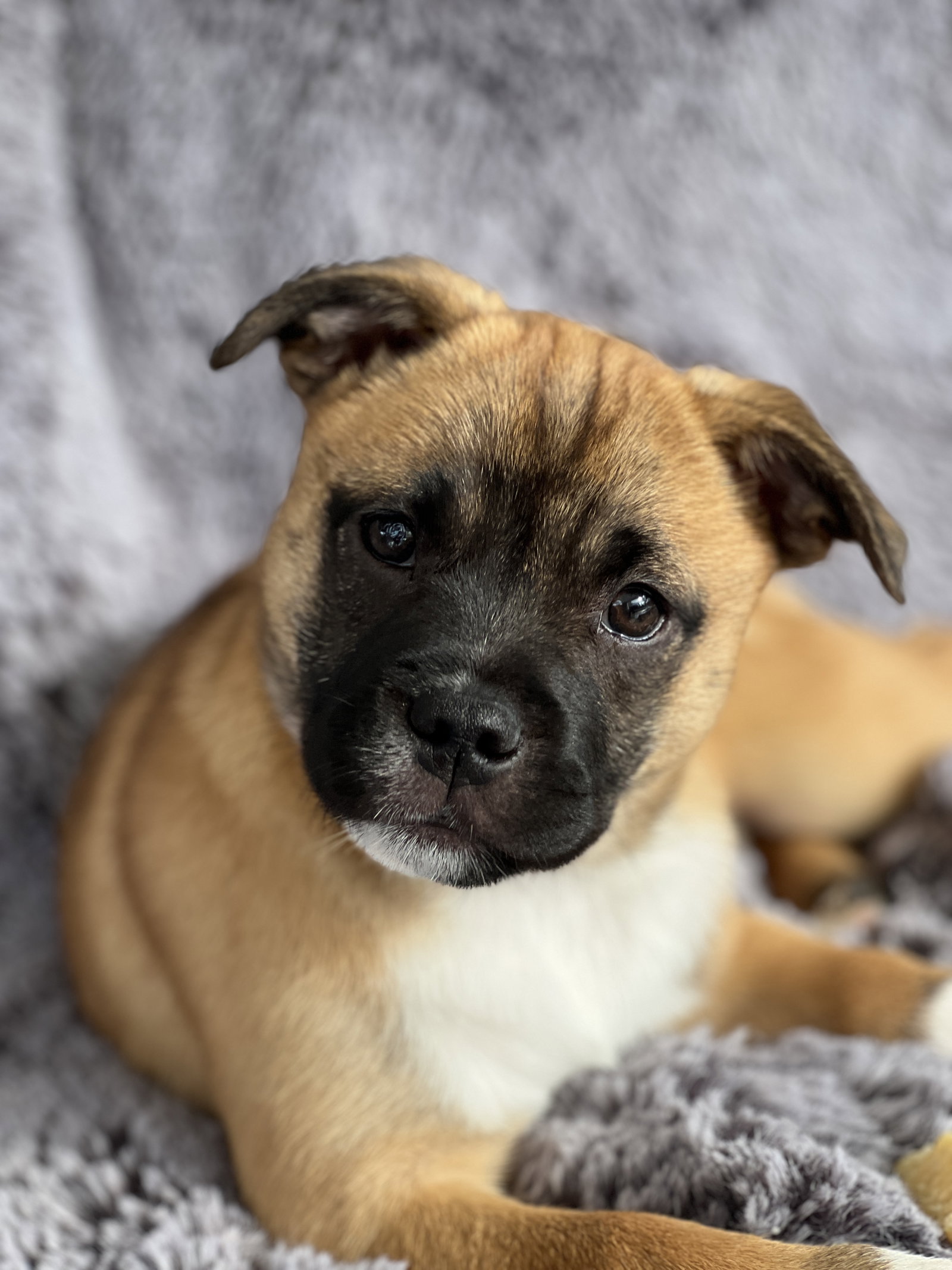 German Shepherd Mix Puppy Pug Cattle Dog Mix 6+ Thousand Shepherd