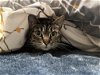 adoptable Cat in davis, CA named Opal