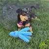 adoptable Dog in davis, CA named Snickers
