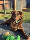 adoptable Dog in  named Nugget