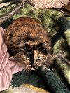 adoptable Cat in davis, CA named Winnie