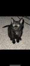 adoptable Cat in davis, CA named Wade