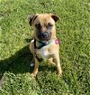 adoptable Dog in davis, CA named Winnie