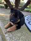 adoptable Dog in davis, CA named Violet
