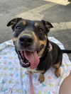 adoptable Dog in  named Daffodil