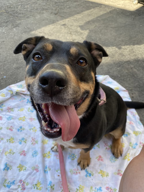 picture of the dog needing adoption