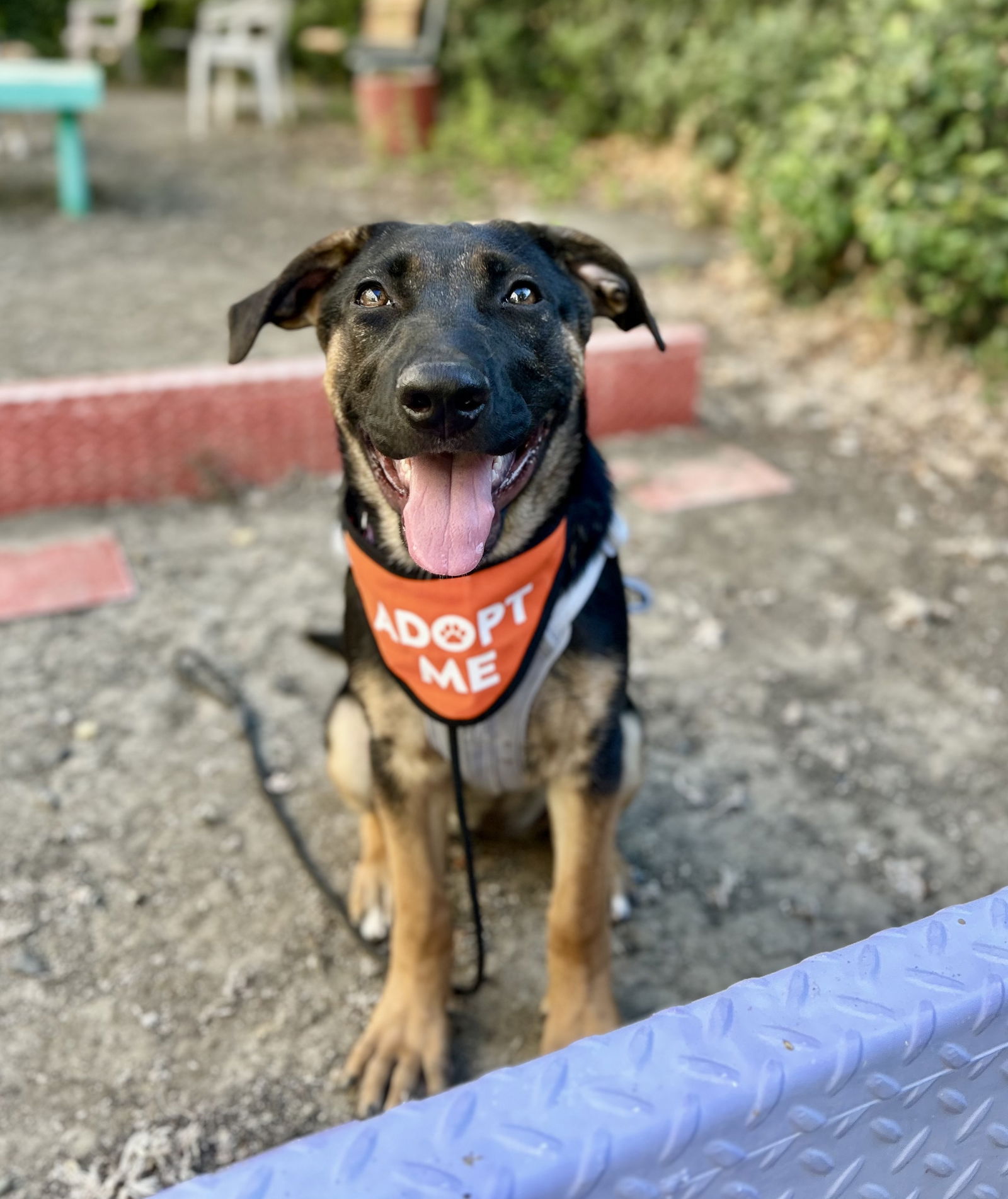 adoptable Dog in Davis, CA named Petal