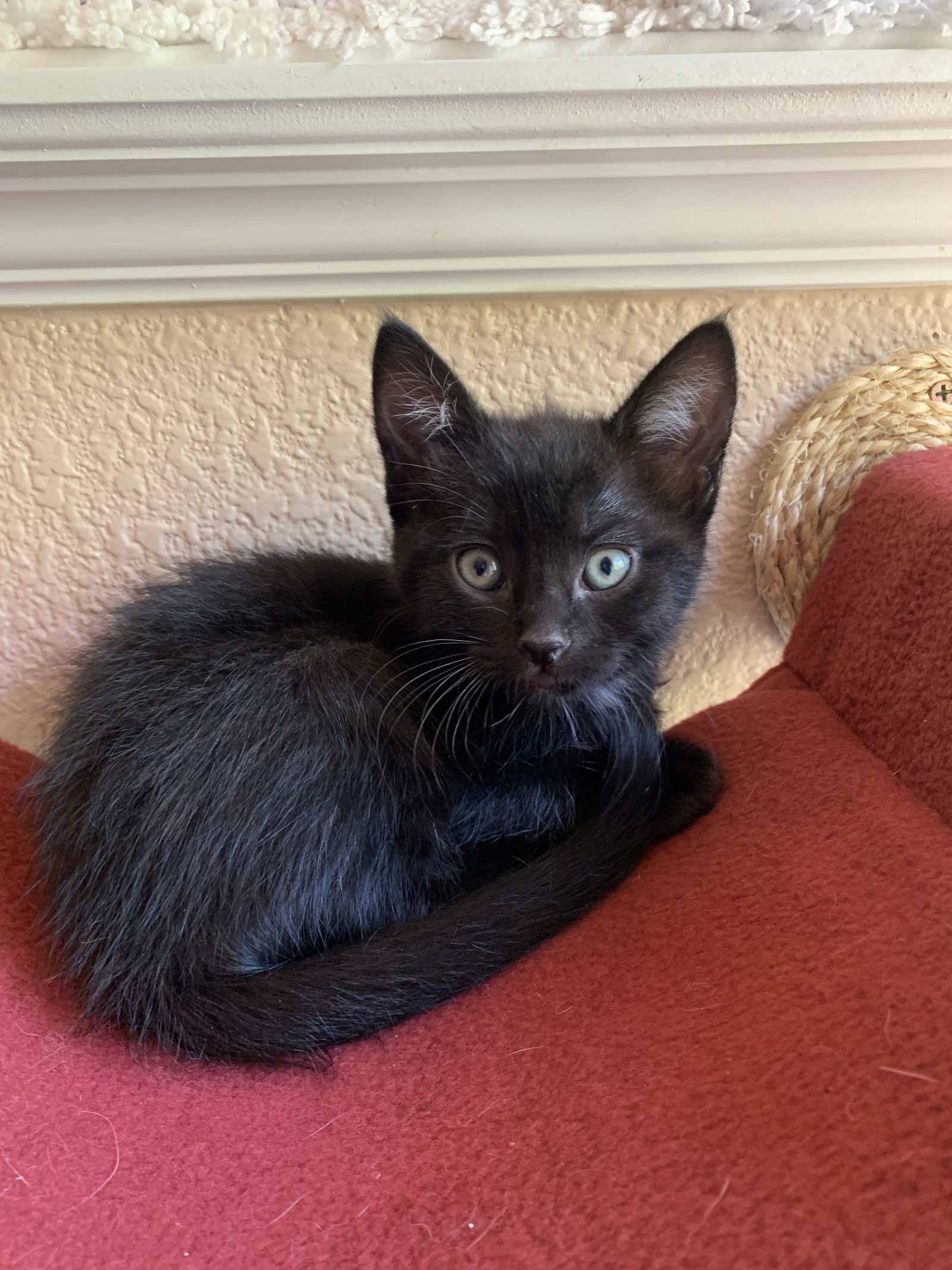 adoptable Cat in Davis, CA named Erlenmeyer