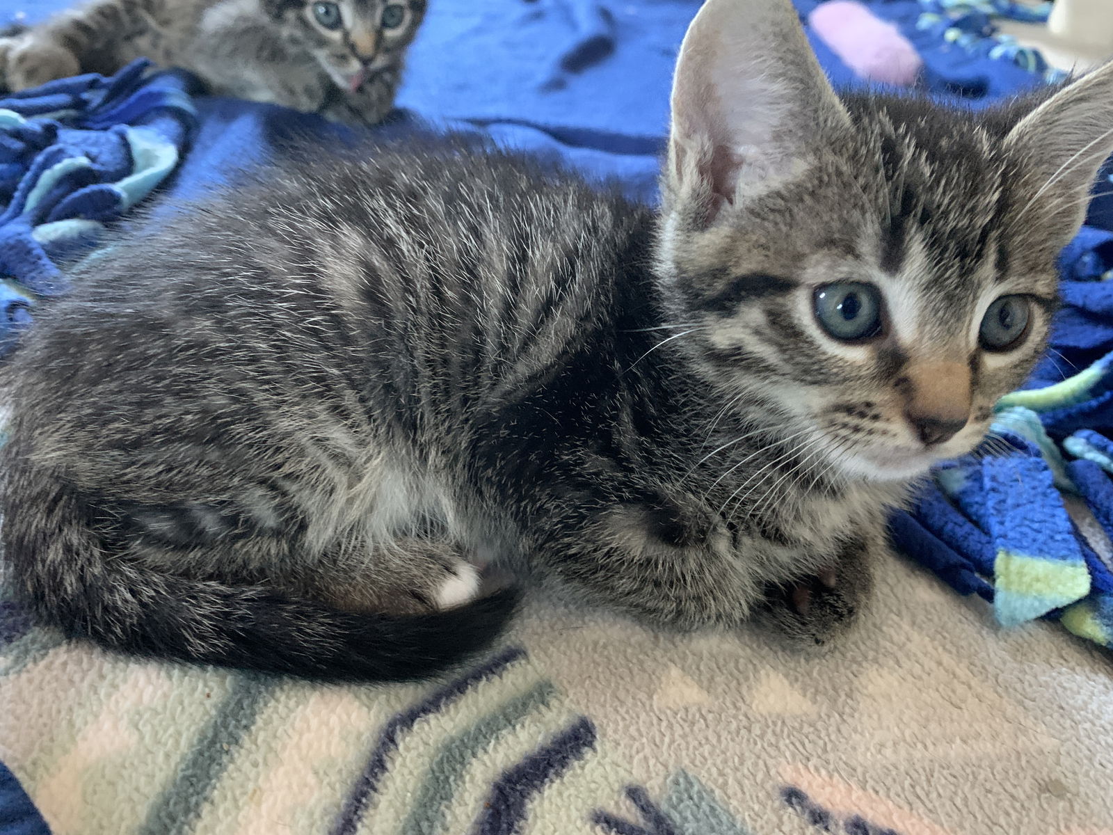 adoptable Cat in Davis, CA named Beaker