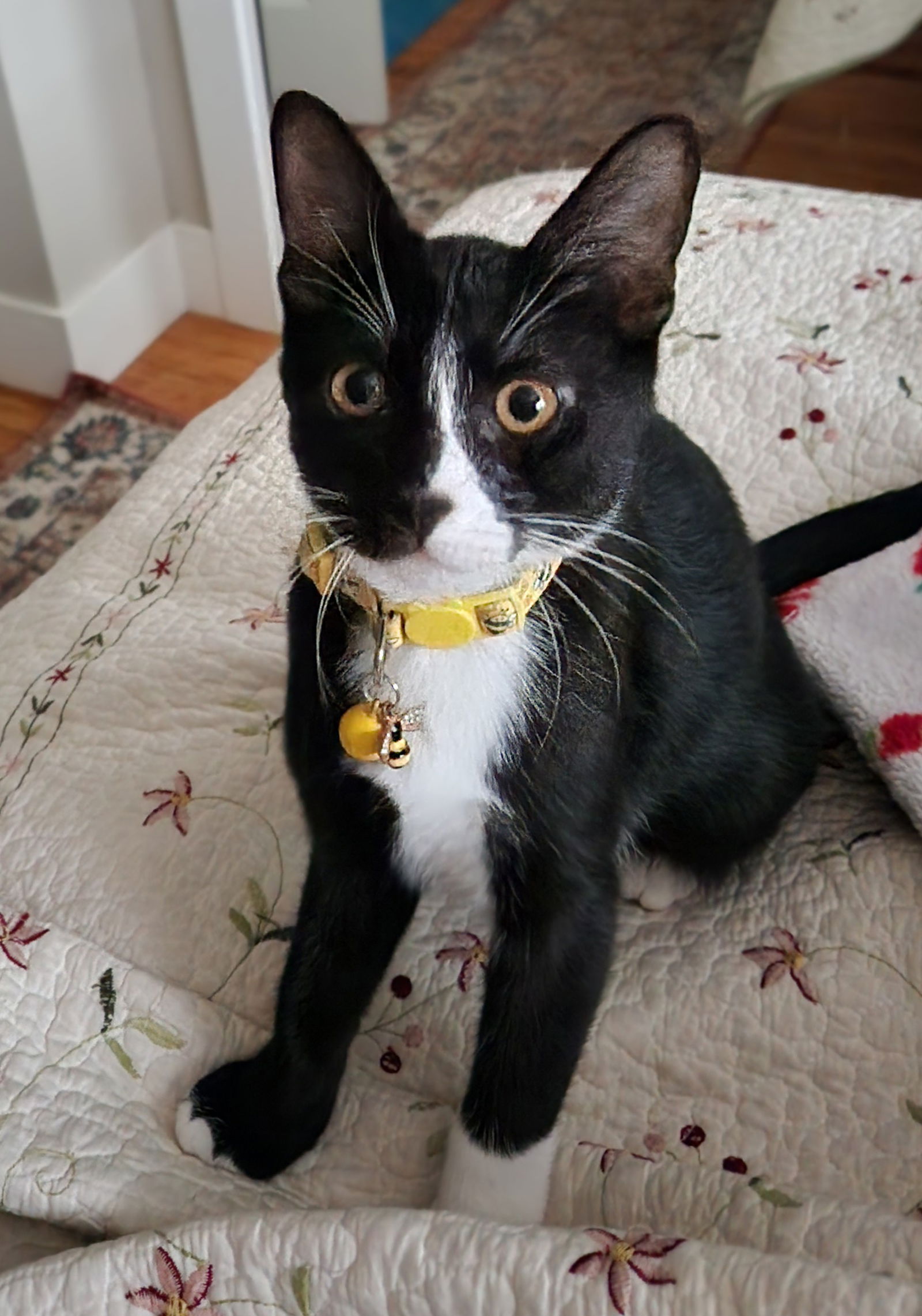 adoptable Cat in Davis, CA named Sylvester