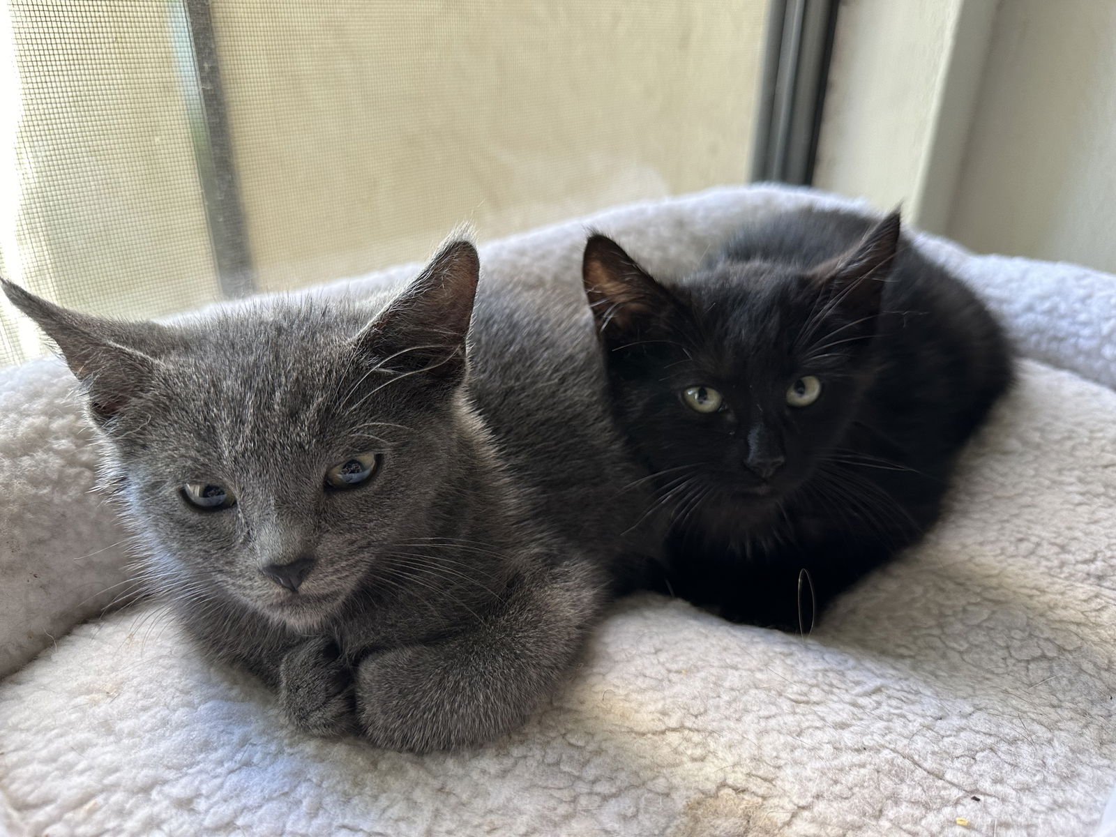 adoptable Cat in Davis, CA named Ash