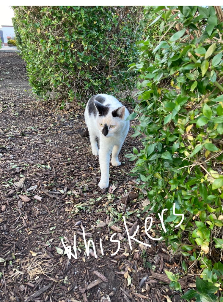 adoptable Cat in Davis, CA named Whiskers