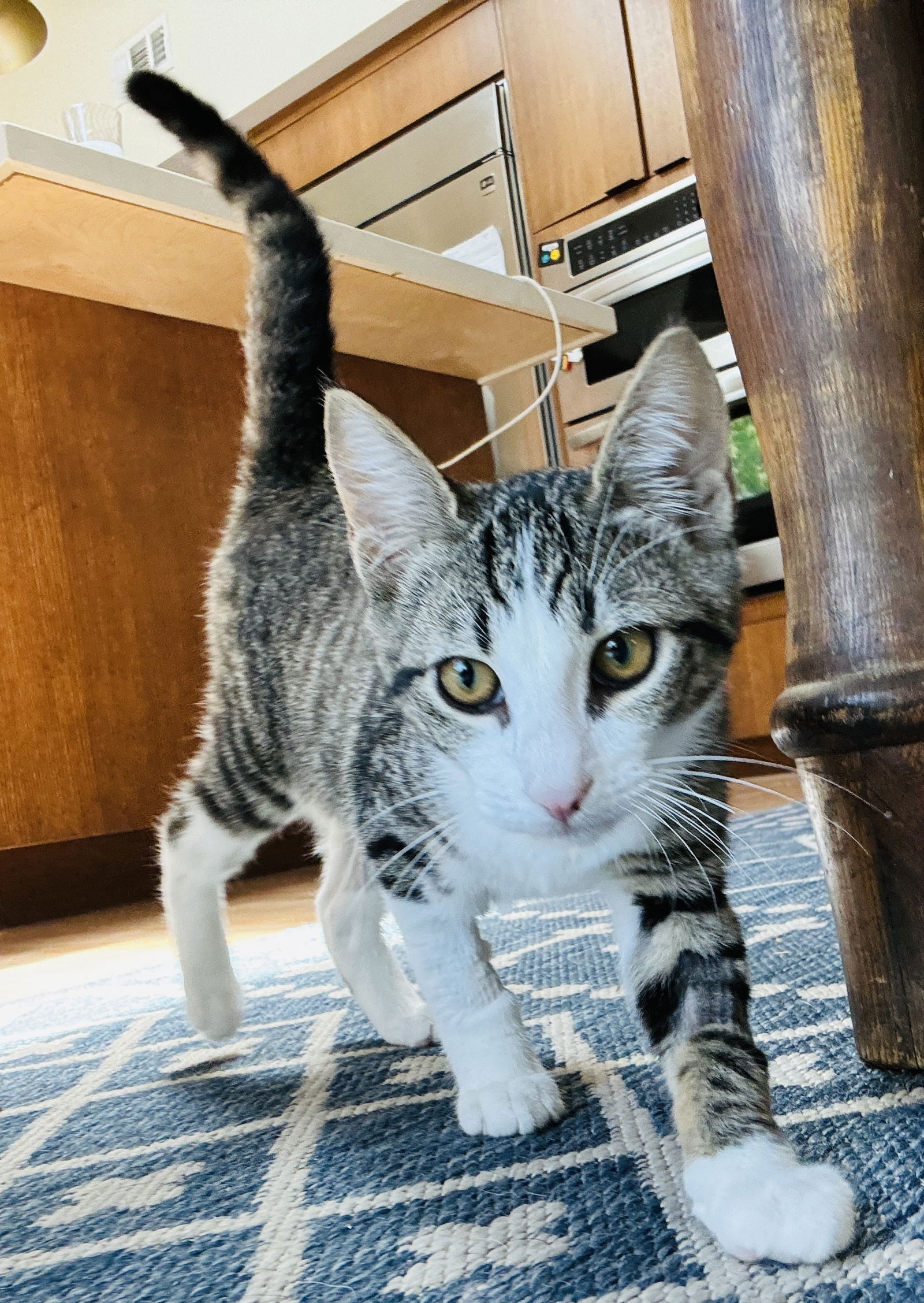 adoptable Cat in Davis, CA named Gnocchi