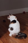 Lola - Photo 4