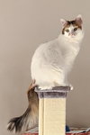 Lola - Photo 1
