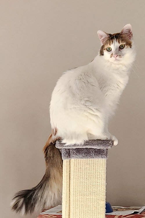 LOLA - Domestic Long Hair available for adoption