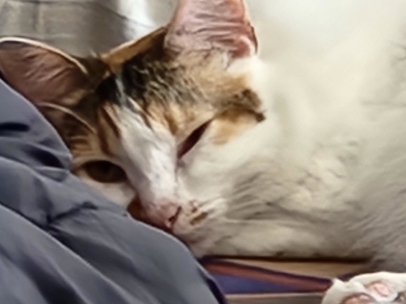 Lola Image