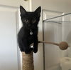 adoptable Cat in Davis, CA named Raven