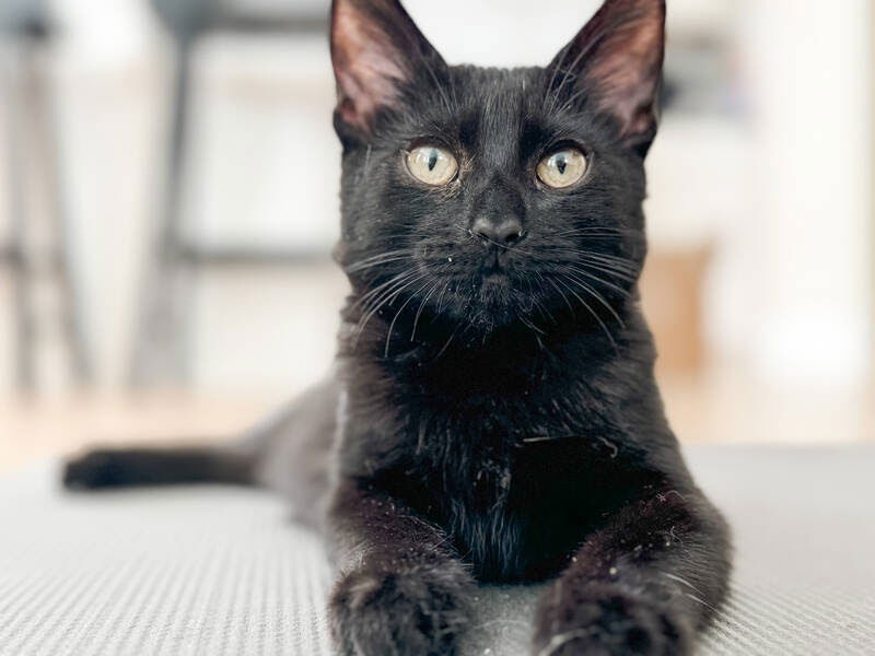 adoptable Cat in Davis, CA named Raven